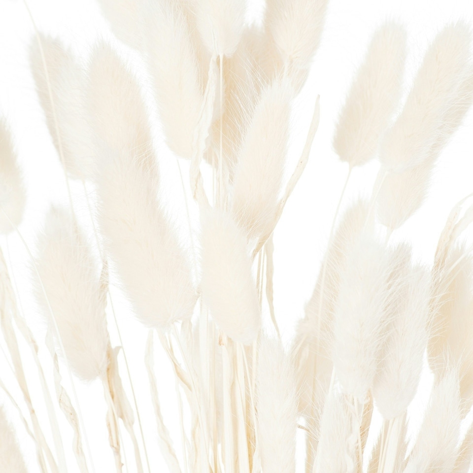 image 1 of Hill Interiors Bunny Tail Dried Flower (Pack of 60) - White - 60cm