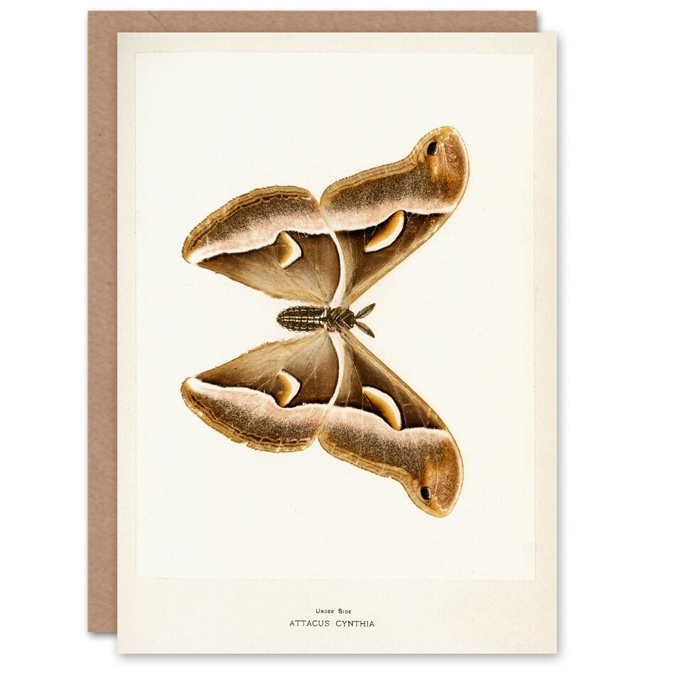 image 1 of Sherman Denton Art Card Ailanthus Silk Moth Vintage Illustration