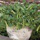image 2 of Mr. Men Little Miss Pea Half Pint Dwarf Seeds - Fast-Growing Sweet Peas for Pots/Windowsills - 1 Packet (15 Seeds)