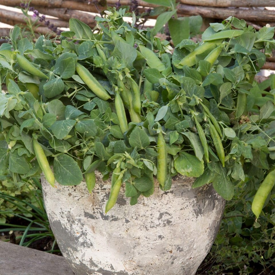 image 1 of Mr. Men Little Miss Pea Half Pint Dwarf Seeds - Fast-Growing Sweet Peas for Pots/Windowsills - 1 Packet (15 Seeds)