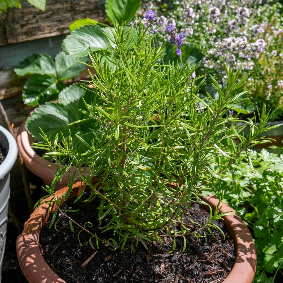 ローズマリー Marshalls Garden Rosemary (Officinalis Upright) - Upright Herb