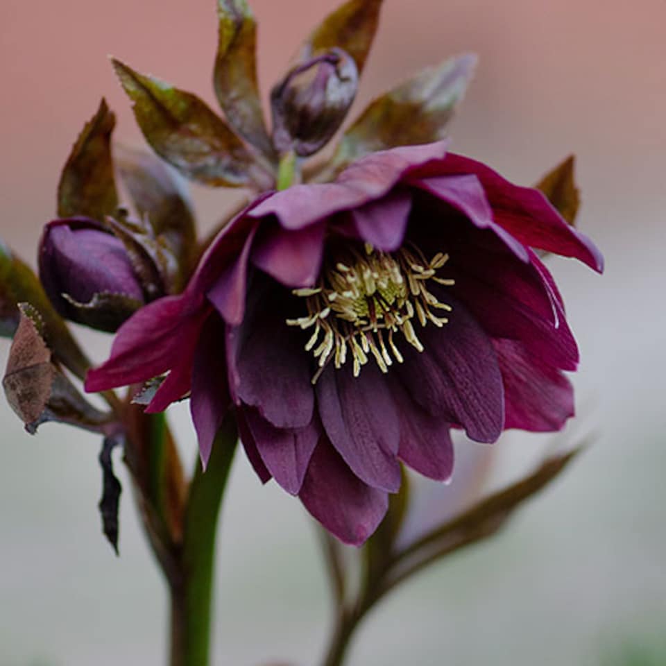 image 1 of YouGarden Hellebore 'Double Queen', Set of 6 Mixed Plug Plants, Winter and Spring Flowering, Ready to Pot or Plant Out