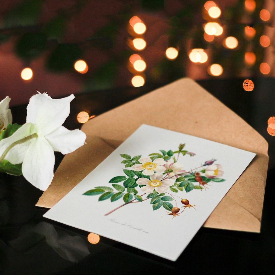 image 1 of Pierre-Joseph Redouté Art Card White Rose Vintage Floral