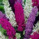 image 3 of Carbeth Plants 2 x Buddleia Davidii Tricolour Plant in 2L Pot - Pink, White and Purple Butterfly Bush - Ready to Plant
