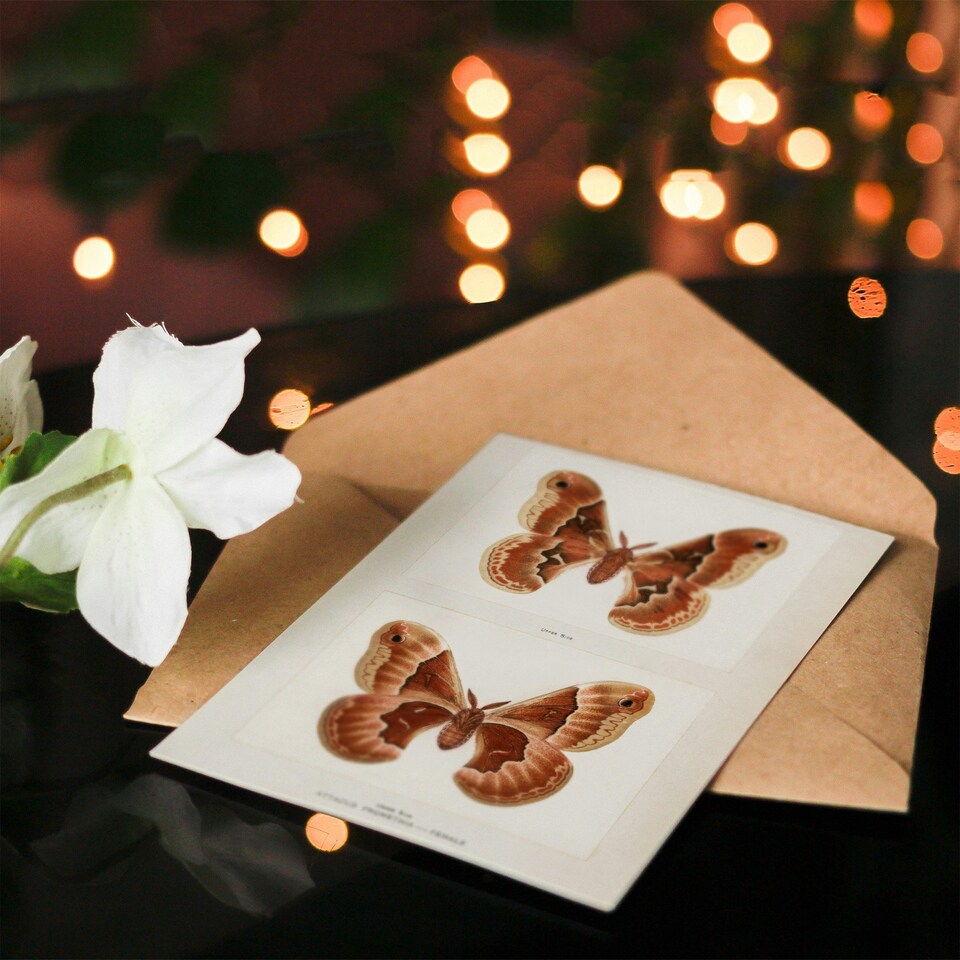 image 1 of Sherman Denton Art Card Promethea Silk Moth Female