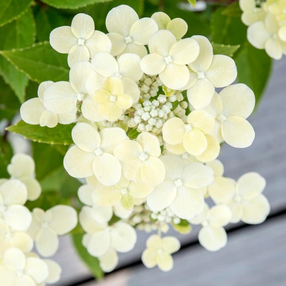 Hydrangea Switch Hydrangea paniculata Switch Ophelia 15cm Potted Plant x 1 - Tesco Groceries