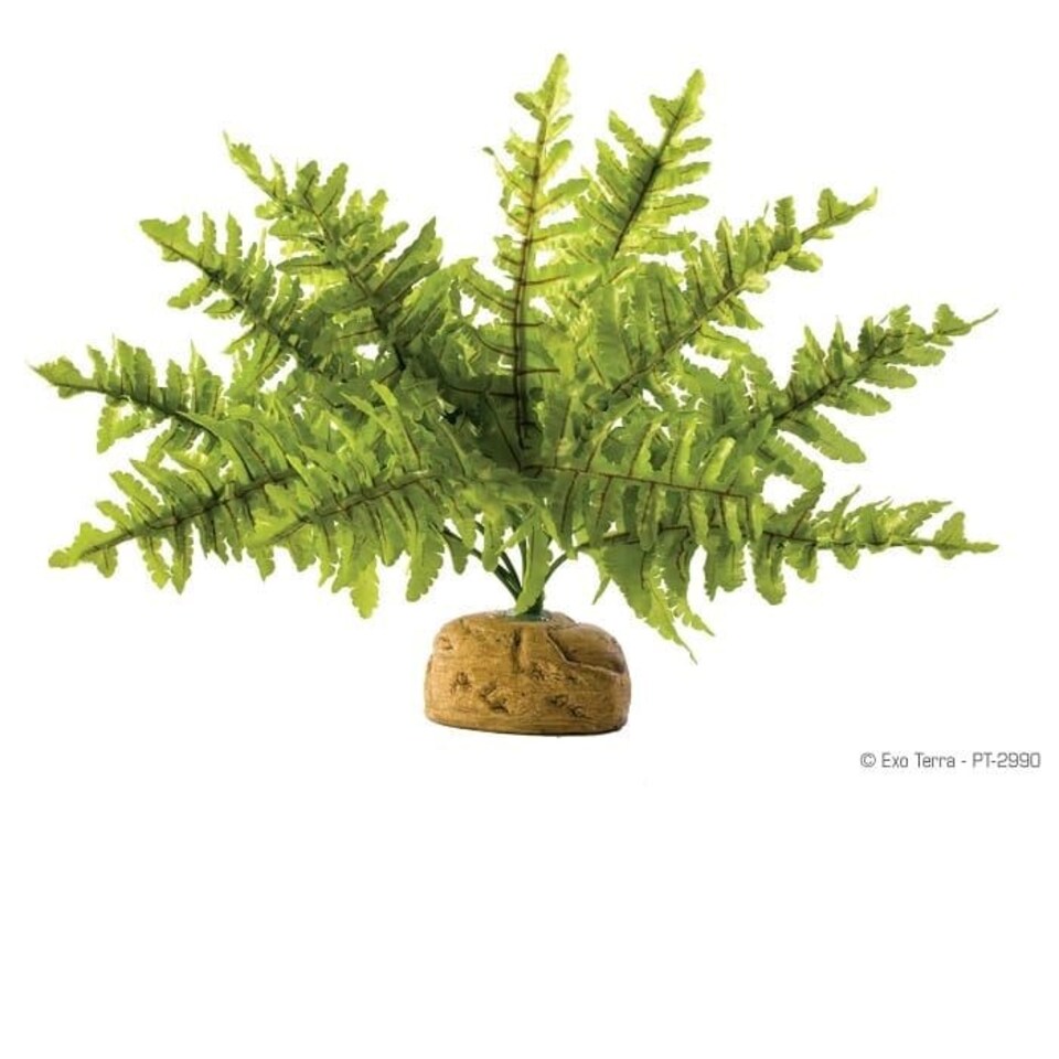 Exo Terra Boston Fern - Small