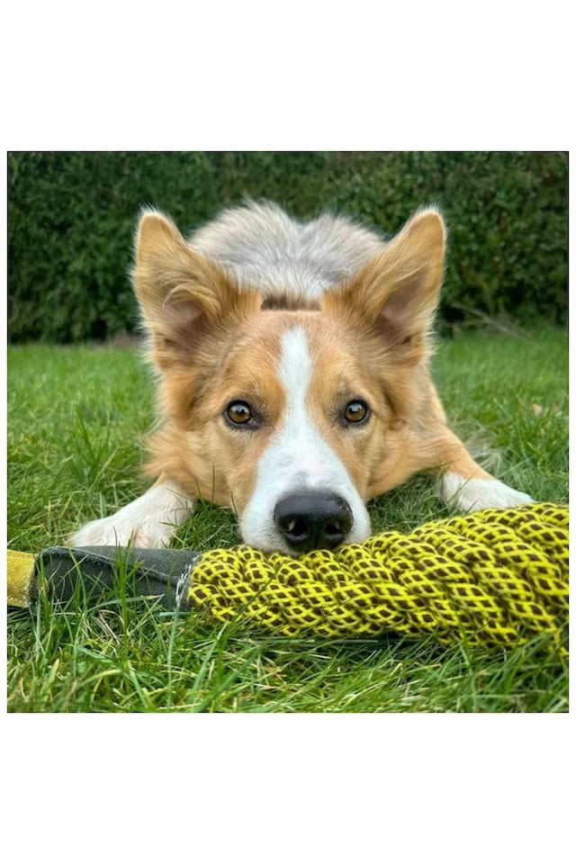 image 1 of Green & Wilds Delilah the Duckess Eco Dog Toy