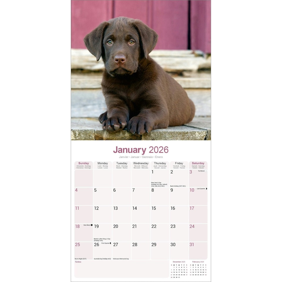 image 1 of Chocolate Labrador Retriever 2026 Calendar | Square Wall Calendar | Dog Breed Gift | Plastic Free Packaging | by Avonside Publishing
