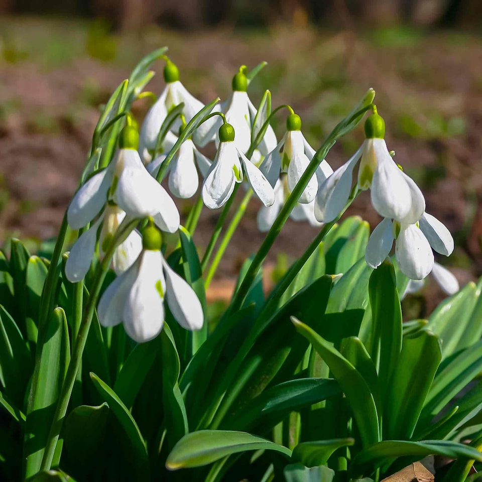 image 1 of Marshalls Garden Galanthus elwesii Snowdrop Bulbs, 10 bulbs (size 5/6)
