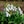 White with green markings