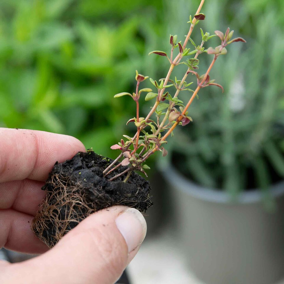 image 1 of Marshalls Garden Thyme Vulgaris 6 x 9cm