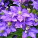 image 2 of Carbeth Plants 3 x Clematis Daniel Deronda Climbing Plant in 9cm Pot - Summer Flowering Garden Ready Shrub For Walls, Fences or Trellis