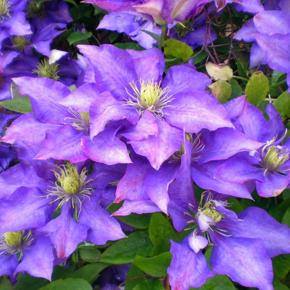 image 1 of Carbeth Plants 3 x Clematis Daniel Deronda Climbing Plant in 9cm Pot - Summer Flowering Garden Ready Shrub For Walls, Fences or Trellis