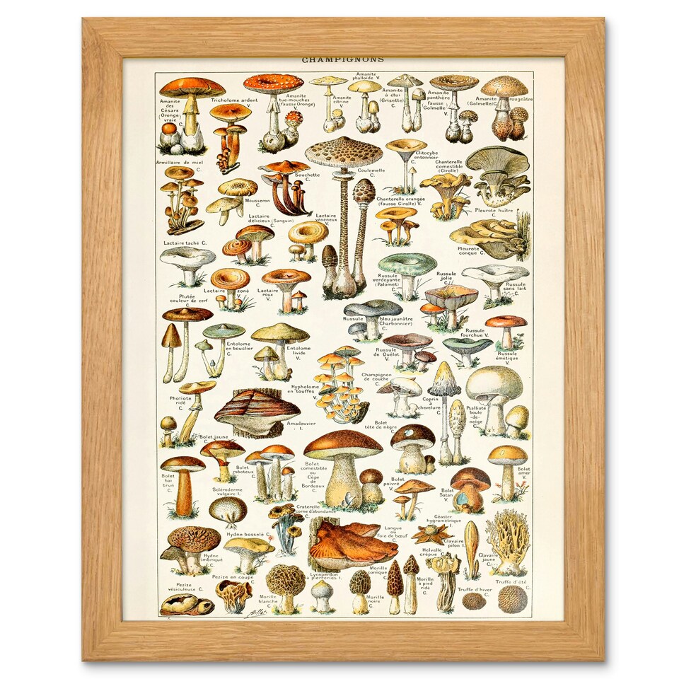 image 1 of Millot Encyclopedia Mushrooms Fungi Kitchen Wood Framed Wall Art Print