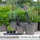image 5 of Marshalls Garden Coriander Plant - 6 plug plants