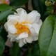 image 2 of Carbeth Plants Camellia Plant Silver Anniversary in 3L Pot - Flowering Evergreen Shrub Hardy Outdoor Garden Ready Bush for Borders, Pots & Hedges