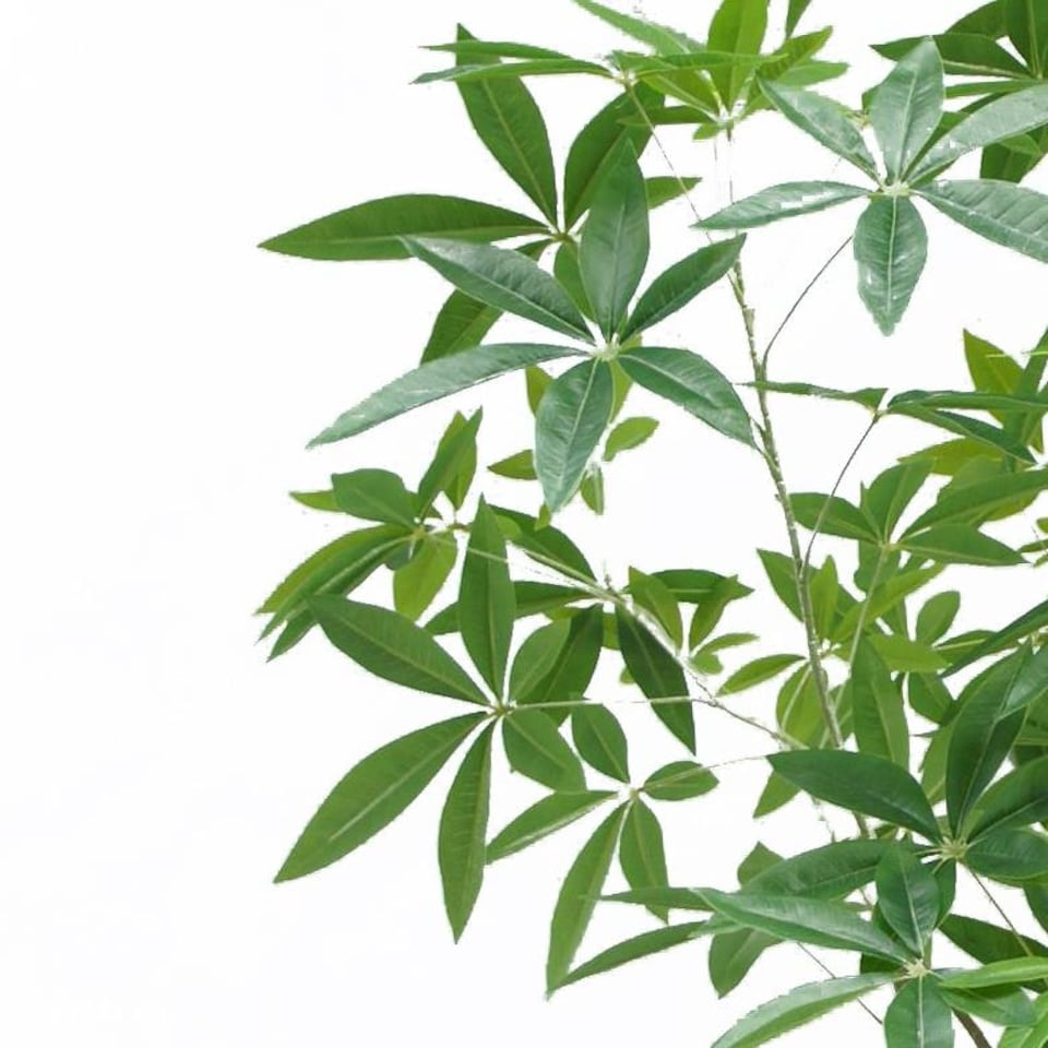image 1 of 180cm Artificial Money Tree Pachira Realistic Faux Tree