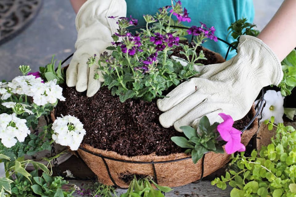 image 1 of Natural Coco Hanging Basket Liner Cupped Shaped For A 12 Inch Basket