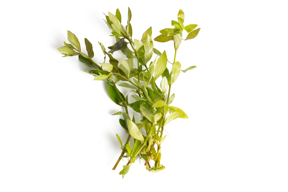 image 1 of Dwarf Hygrophila (Hygrophila polysperma) - Live Aquarium Plant for Midground Planting, No CO2 Needed - Fish Tank Plant