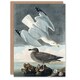 image 1 of John James Audubon Art Card Birds of America Herring Gull