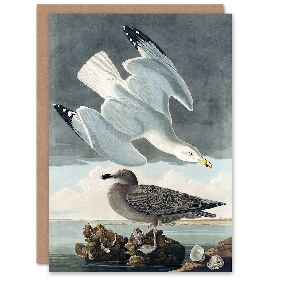 image 1 of John James Audubon Art Card Birds of America Herring Gull