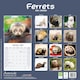 image 2 of Ferrets 2026 Calendar | Square Wall Calendar | Animal Gift | Plastic Free Packaging | by Avonside Publishing