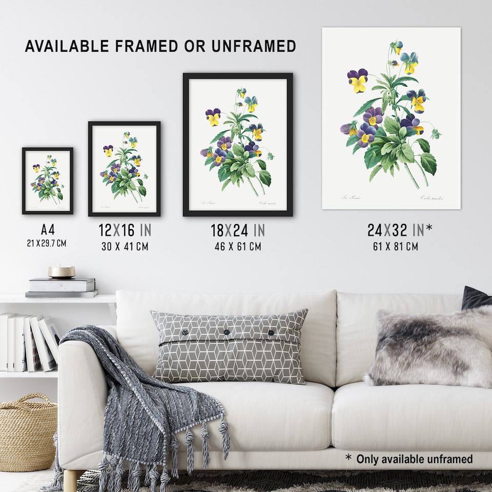 image 1 of Wild Pansy Flower Illustration Redoute Vintage Framed Wall Art Print 12X16"