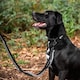 image 3 of Mountain Paws Extra Stretch Dog Lead