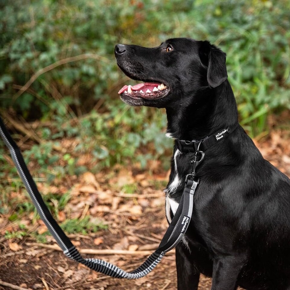 image 1 of Mountain Paws Extra Stretch Dog Lead