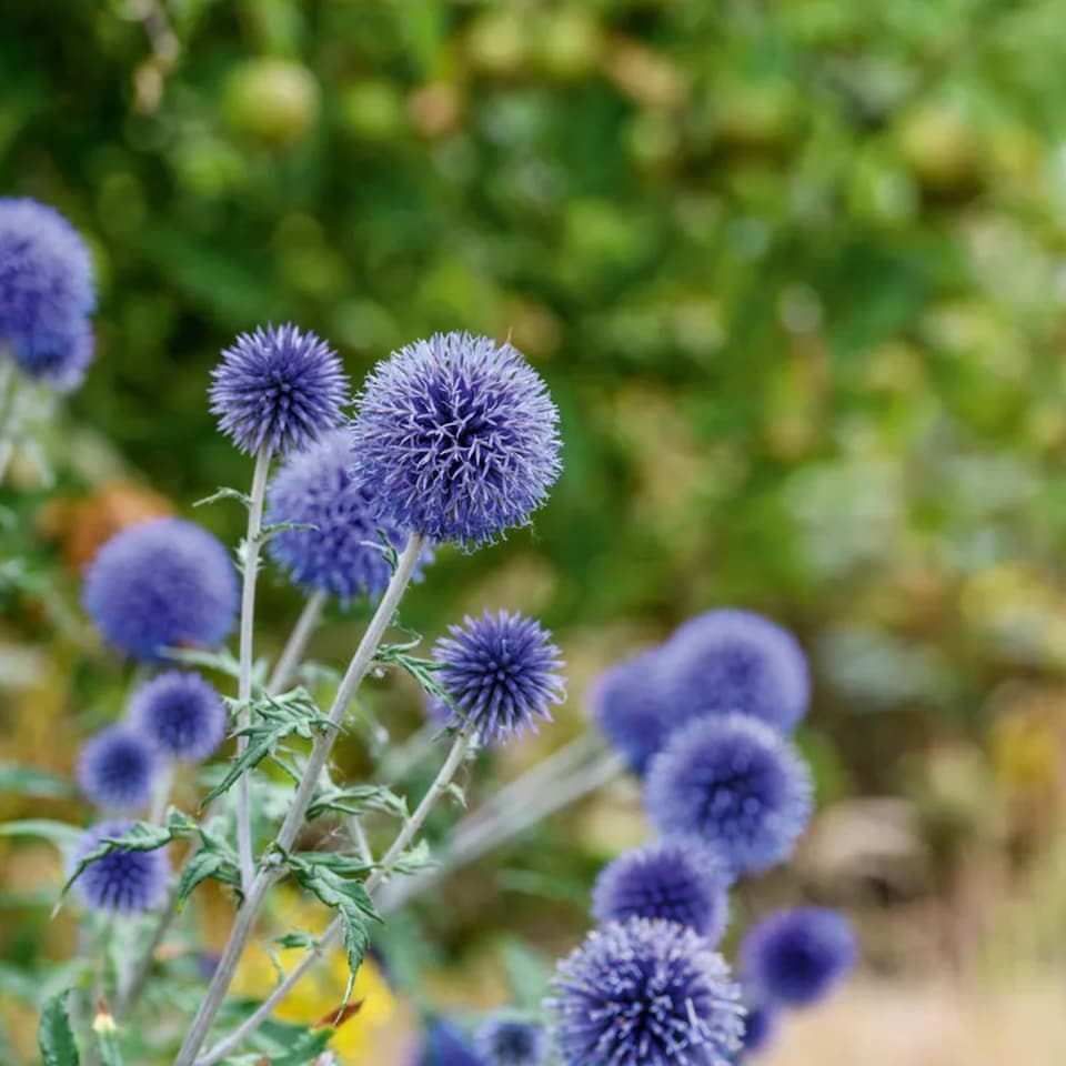 image 1 of Carbeth Plants 2 x Echinops Ritro in 1L Pot - Small Globe Thistle - Ideal for Beds and Borders
