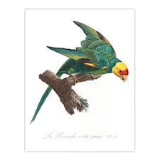 The Yellow Crowned Parakeet Levaillant Wall Art Poster Print 12X16"