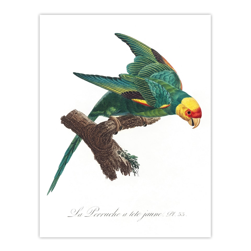 image 1 of The Yellow Crowned Parakeet Levaillant Wall Art Poster Print 12X16"