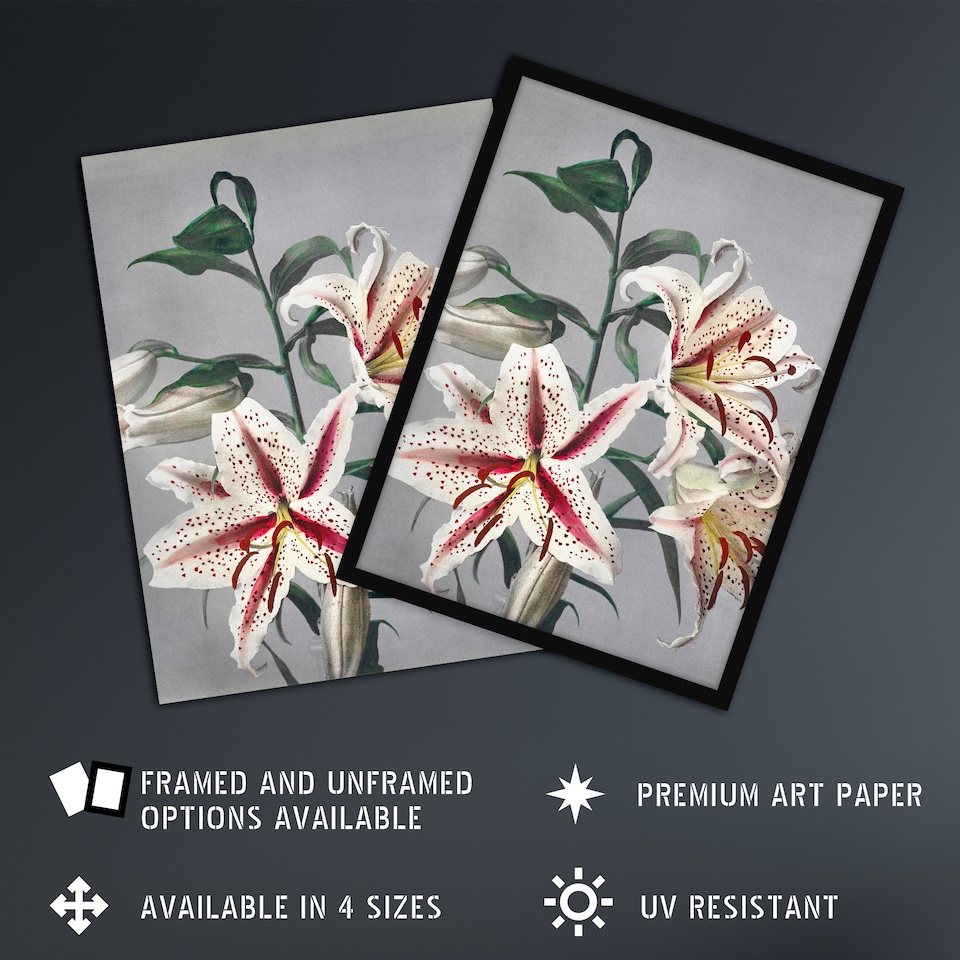 image 1 of White Pink Spotted Lily Flowers Vintage Framed Wall Art Print Kazumasa 12x16"