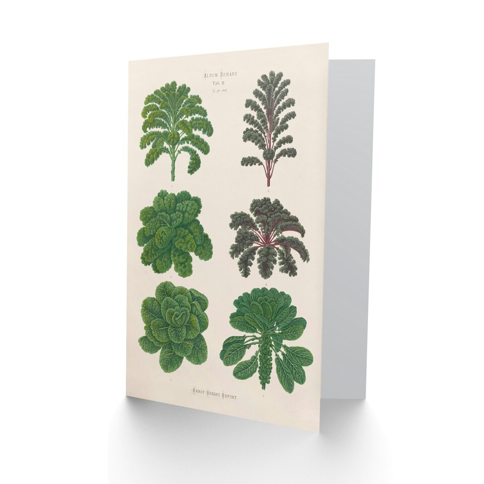 image 1 of Ernst Benary Art Card Kale and Brussel Sprouts Vintage Botanical
