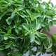 image 1 of Oregano 'Origanum vulgare' - hardy perennial herb, 1 Litre