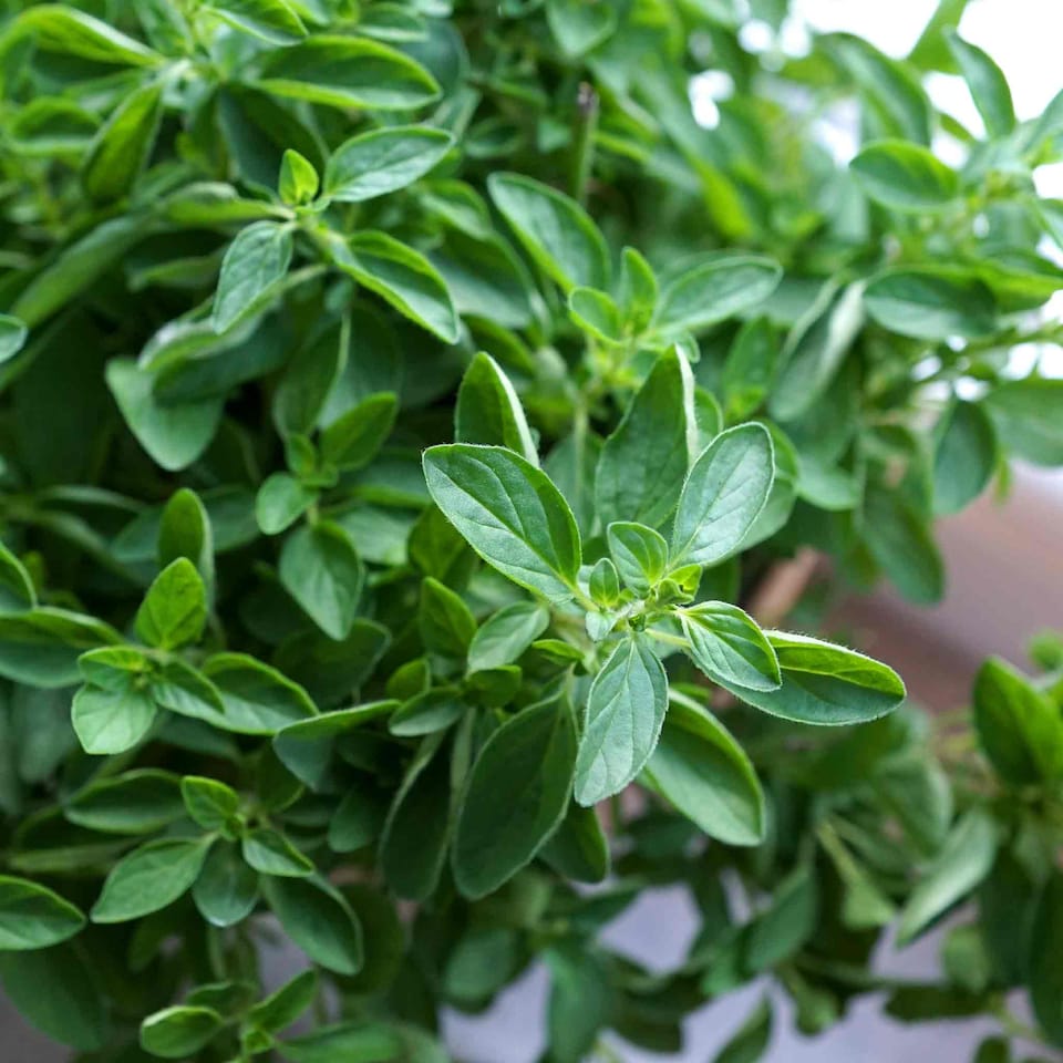 image 1 of Oregano 'Origanum vulgare' - hardy perennial herb, 1 Litre