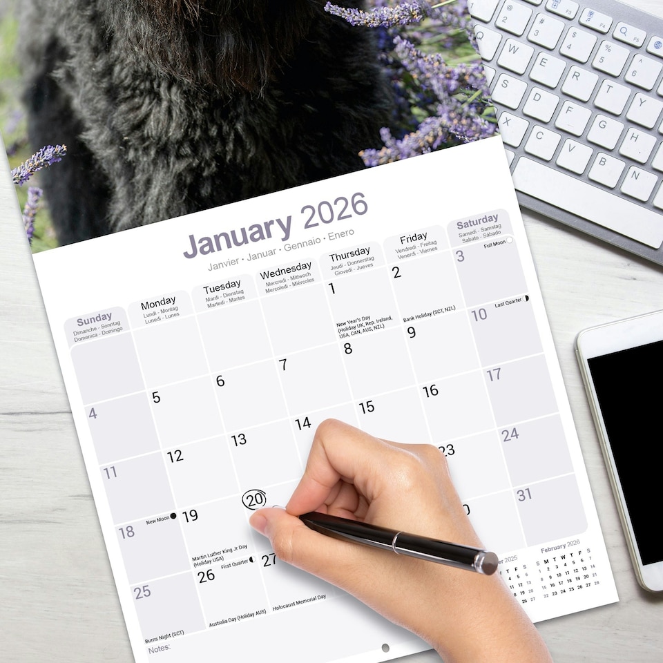 image 1 of Bouvier des Flandres 2026 Calendar | Square Wall Calendar | Dog Breed Gift | Plastic Free Packaging | by Avonside Publishing
