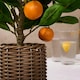 image 2 of OHS Home Decor Artificial Orange Tree In Pot Plant, 40cm - Orange