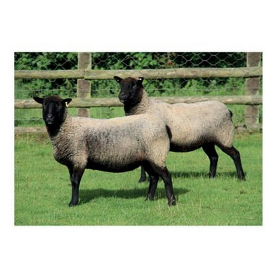 Kevin Milner Twins Countryside Greetings Card - Green/Beige/Black - One Size