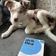 image 5 of Itch Flea Small Dog Flea & Tick Spot On Treatment 1 Pipette (2-10kg)