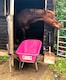 image 2 of Big Mucker 100 L/120 kg Wheelbarrow, Deep Plastic Pan with Puncture-Proof Wheel, Pink