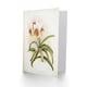 image 2 of Frederick Sander Vanda Sanderiana Orchid Flowers Art Greeting Card