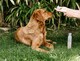 image 4 of Dry Wash Shampoo for Pets – Soothing & Deodorising - Aloe & Oat