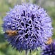 image 2 of Carbeth Plants 2 x Echinops Ritro in 1L Pot - Small Globe Thistle - Ideal for Beds and Borders