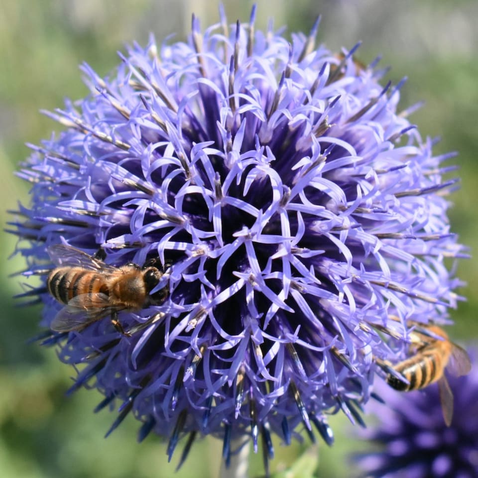 image 1 of Carbeth Plants 2 x Echinops Ritro in 1L Pot - Small Globe Thistle - Ideal for Beds and Borders