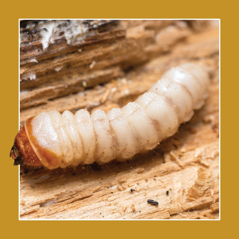 image 1 of Soluguard Woodworm Sprayer Kit 2 x 5 Litres - Ready For Use High Strength Woodworm Killer