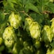 image 1 of Humulus Lupulus (Hop) 9cm Potted Plant x 1