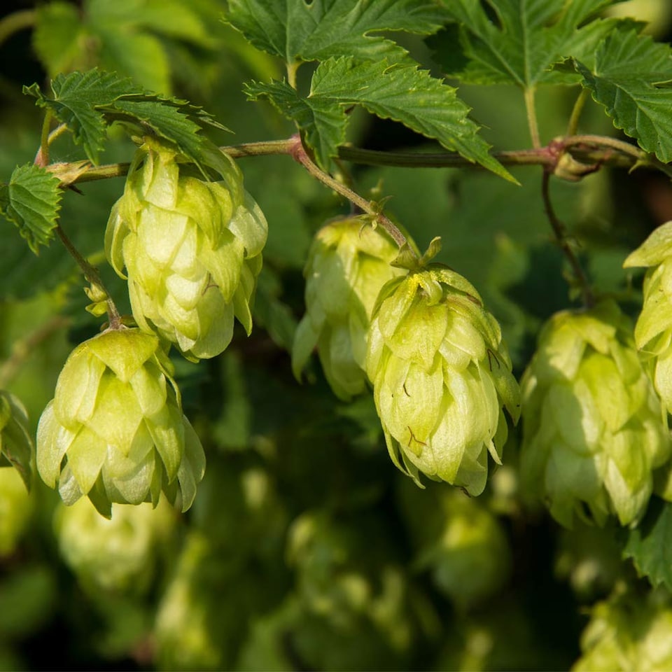 image 1 of Humulus Lupulus (Hop) 9cm Potted Plant x 1