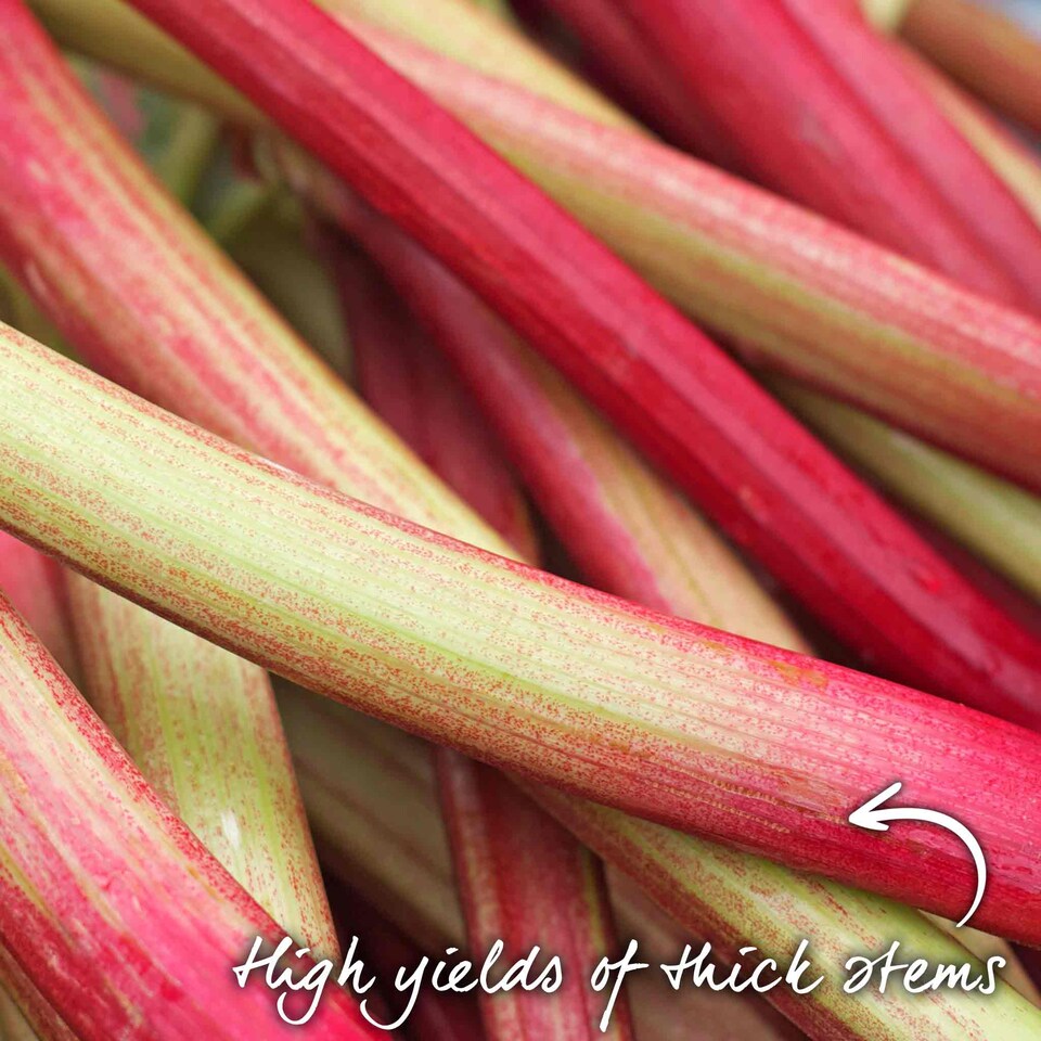image 1 of Marshalls Garden Rhubarb 'Victoria' 2 Litre